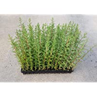 Cipres planta Sempervirens 30-50cm (Para seto)